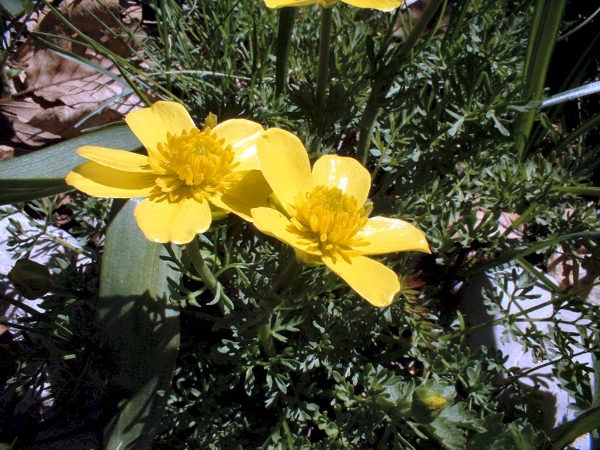 Anemone nemorosa, viola eugeniae, ranunculo